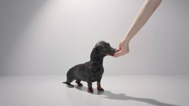 Kara dachshund köpeği sahibinin elinden bir ödül alıyor. Stüdyo beyaz arkaplan yüksek kaliteli resim.