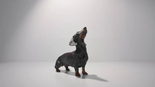 Cachorro dachshund negro está mirando hacia arriba y esperando un regalo. Estudio fondo blanco imagen de foto de alta calidad. —  Fotos de Stock