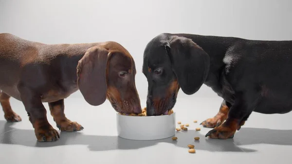 İki genç dachshund köpeği bir beyaz kâse fotoğrafından kuru yiyecek yiyor. Beyaz, pürüzsüz stüdyo geçmişi. — Stok fotoğraf
