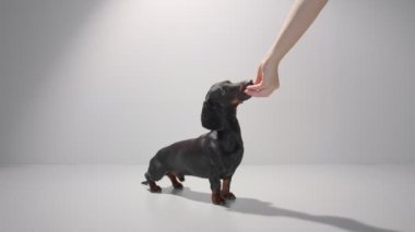 Kara Dachshund köpeği bekliyor ve sahibinin elinden ödül alıyor. Stüdyo beyaz arka plan yüksek kaliteli video.