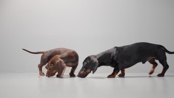 Two dachshund dog puppies pick food from the opposite sides of the frame on a seamless white studio background. — Stock Video