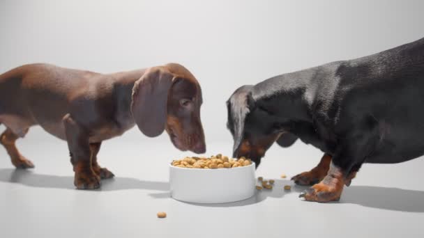 Two young dachshund dogs eat dry food from one white bowl video. White seamless studio background. — Stock Video