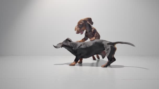 Twee teckel hond puppies spelen op een naadloze witte studio achtergrond. — Stockvideo