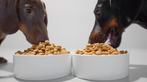 Two young dachshund dogs or puppies eat dry diet food white bowls close up video. White seamless studio background. — Stock Video