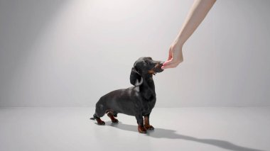 Beyaz, beyaz, beyaz kadın, siyah bir dachshund köpeğini besliyor ya da ikram ediyor. Stüdyo beyaz arkaplan yüksek kaliteli resim.