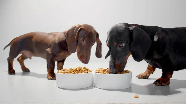 Twee kleine teckel honden of pups tijdens een maaltijd van droge voeding uit witte kommen. Witte naadloze studio achtergrond hoge kwaliteit foto afbeelding. — Stockfoto