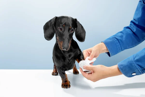 Siyah ve bronz dachshund ya da tekkel safkan pençesinden yaralanmış veteriner doktordan yardım alıyor. Veteriner elleri beyaz bandaj resmi koydu — Stok fotoğraf