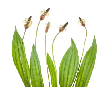 izole ribwort muz