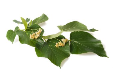 linden branch with flowers clipart
