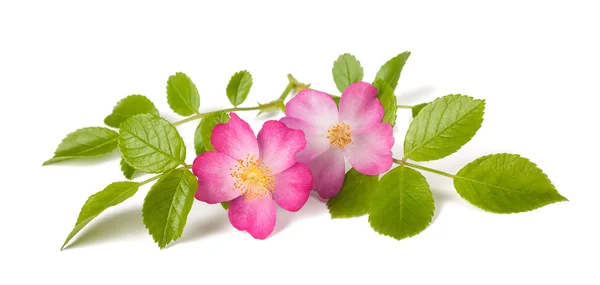 Dog rose (Rosa canina) — Stock Photo, Image