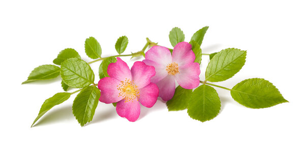 Dog rose (Rosa canina)