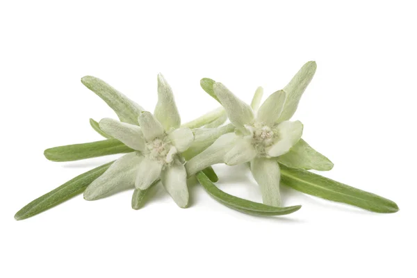 Edelweiss estrella alpina — Foto de Stock