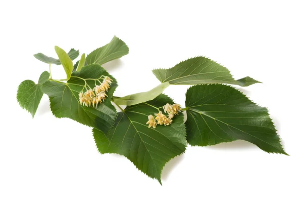 Lindenzweig mit Blumen — Stockfoto