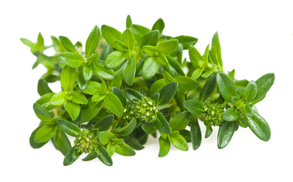 Summer savory branch