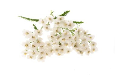 Beyaz civanperçemi izole