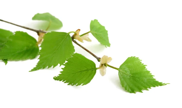 Birch branch isolated — Stock Photo, Image