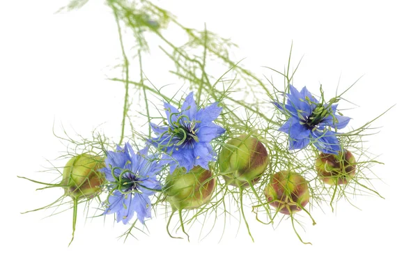 Nigella sativa kwiaty — Zdjęcie stockowe