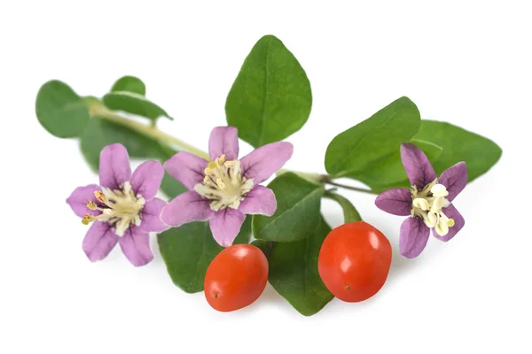 Rama de goji con flores — Foto de Stock