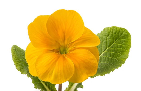 Yellow primrose isolated — Stock Photo, Image