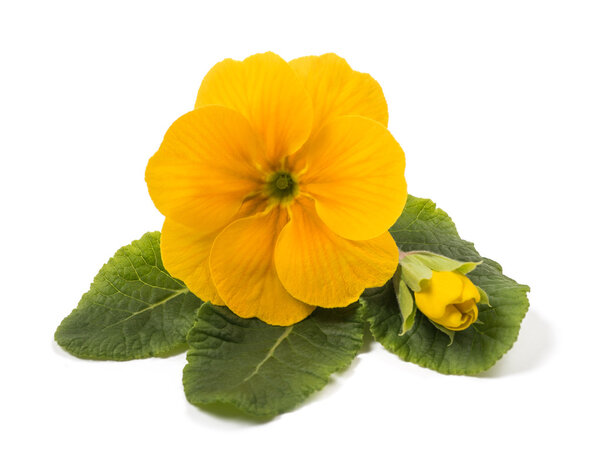 yellow primrose isolated