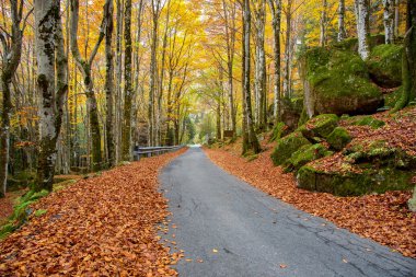Sonbahar ormanında yol