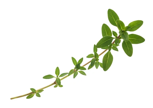 Thyme sprig isolated — Stock Photo, Image