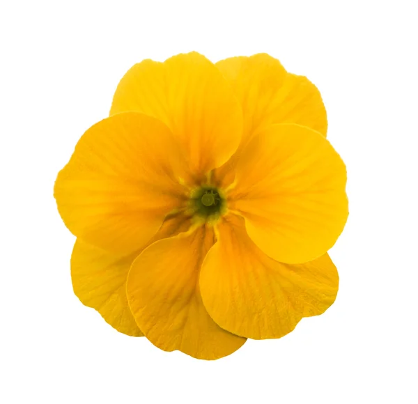 Žlutý Petrklíč květ — Stock fotografie