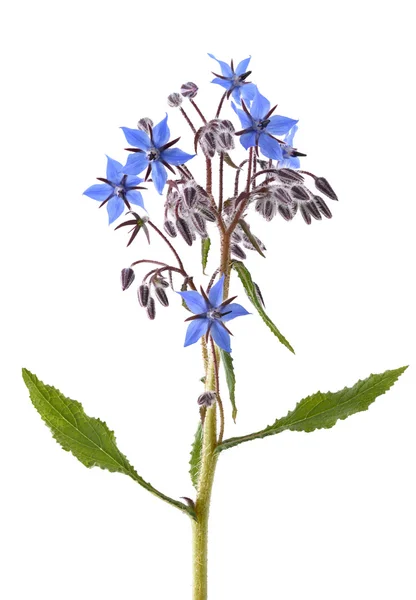 Starflower (Borago officinalis) — Stok fotoğraf