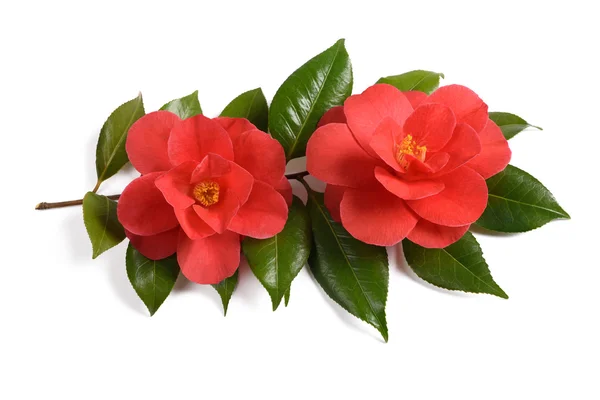 Piros Camellia virág — Stock Fotó