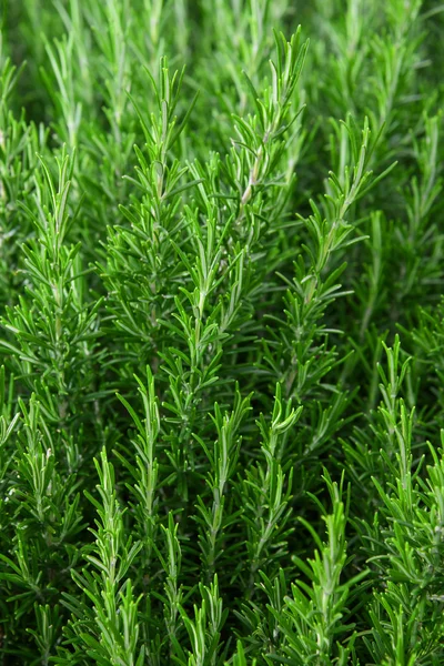 Rosemary plants Background — Stock Photo, Image