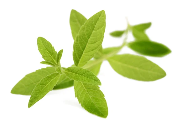 Lemon verbena izolované — Stock fotografie