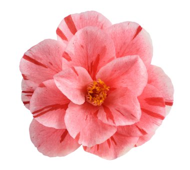 pembe kamelya çiçeği