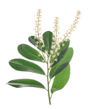 Kiraz laurel (karayemiş )