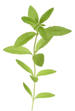 Limon otu (verbena)