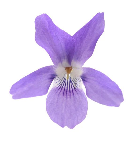 甜蜜的紫罗兰色，中提琴 — 图库照片