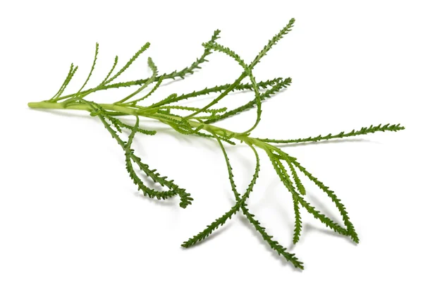 Santolina viridis (plante de măsline  ) — Fotografie, imagine de stoc
