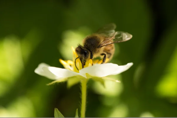 Abeja en el trabajo — Foto de Stock