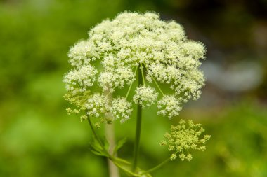 hemlock Umbrella Cicuta virosa clipart