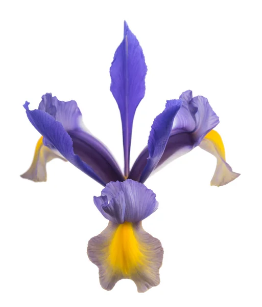 Iris Flower isolé — Photo