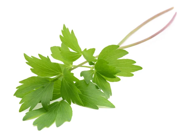 Fresh lovage branches — Stock Photo, Image