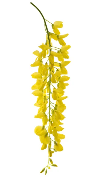 Gyllene kedja (Laburnum anagyroides) — Stockfoto