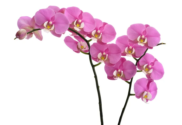 Rózsaszín orchidea növény — Stock Fotó