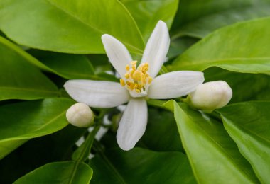 Limon ağacı çiçek