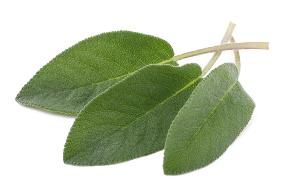 Sage leaves isolated — Stock Photo, Image