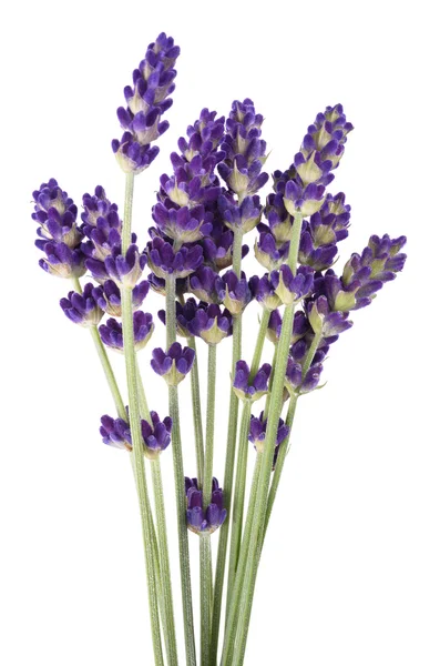 Ramo de flores de lavanda —  Fotos de Stock