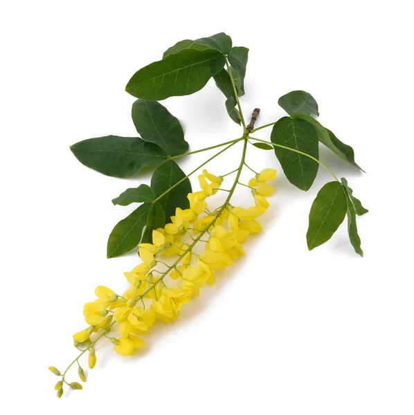 Gyllene kedja (Laburnum anagyroides) — Stockfoto