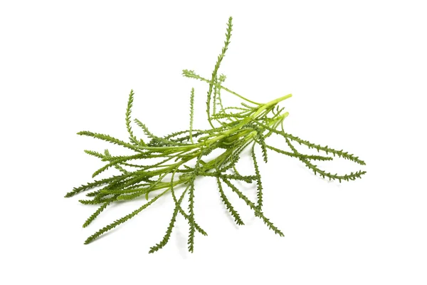 Santolina viridis (olivgrön ört ) — Stockfoto