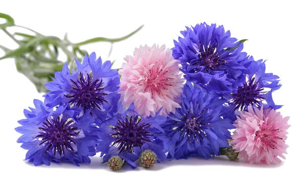 Cornflowers azul y rosa — Foto de Stock