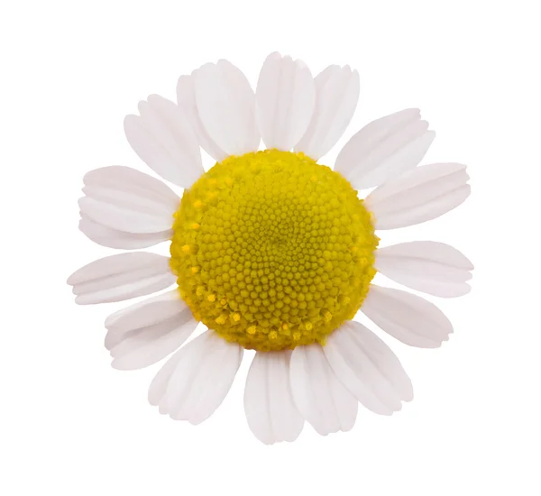 Chamomile flower isolated — Stockfoto