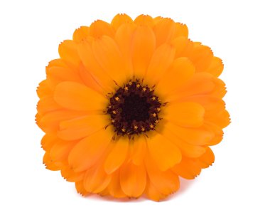 Kadife çiçeği (calendula officinalis)